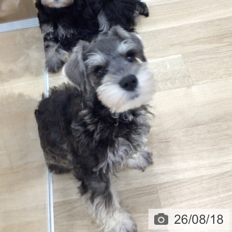 福島県のミニチュアシュナウザー (ペットプラス 福島店/2026年6月9日生まれ/男の子/ソルトペッパー)の子犬の3枚目の画像