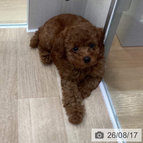 神奈川県のトイプードル(トイ) (ペットプラス 座間店/2026年6月8日生まれ/男の子/アプリコット)の子犬の3枚目の画像