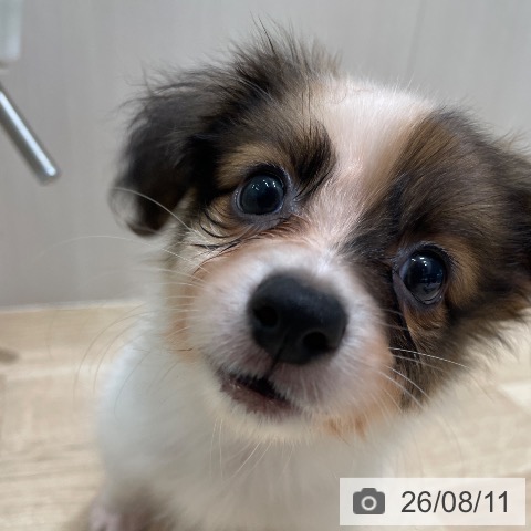 パピヨンの写真