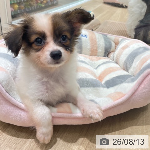 長野県のパピヨン (ペットプラス 須坂店/2026年6月9日生まれ/男の子/ホワイトブラウン)の子犬の4枚目の画像