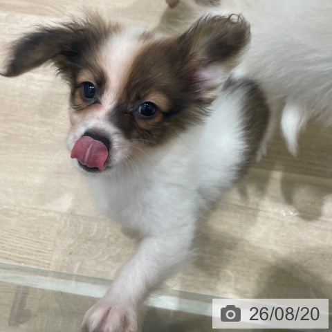 長野県のパピヨン (ペットプラス 須坂店/2026年6月9日生まれ/男の子/ホワイトブラウン)の子犬の4枚目の画像