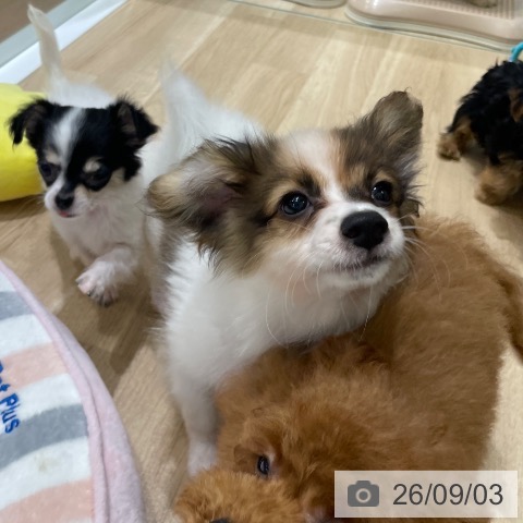 山梨県のパピヨン (ペットプラス 甲府国母店/2026年6月9日生まれ/男の子/ホワイトブラウン)の子犬の4枚目の画像