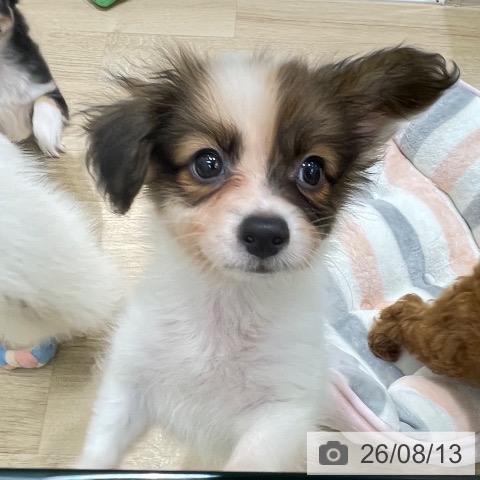 長野県のパピヨン (ペットプラス 須坂店/2026年6月9日生まれ/男の子/ホワイトブラウン)の子犬の3枚目の画像