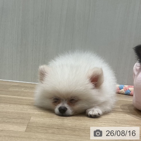 宮城県のポメラニアン (ペットプラス 仙台泉大沢店/2026年6月9日生まれ/男の子/ホワイトクリーム)の子犬の3枚目の画像