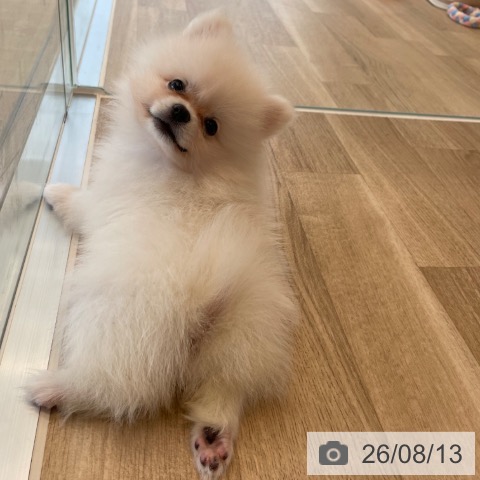 ポメラニアンの写真