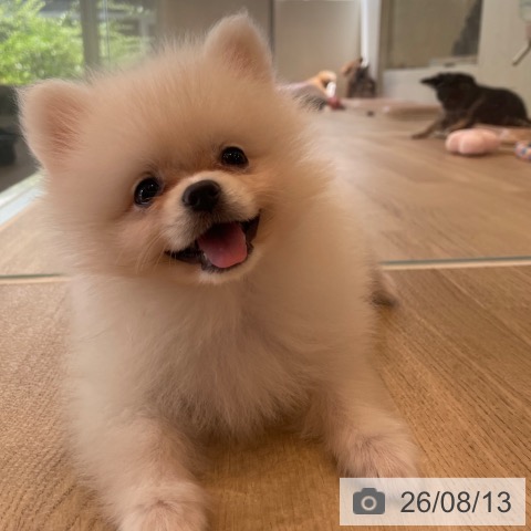 ポメラニアンの写真