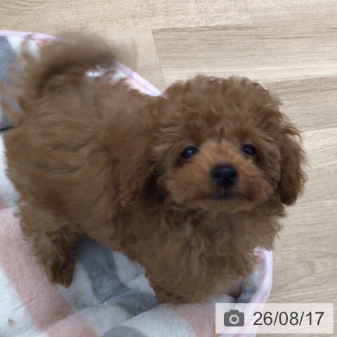 東京都のトイプードル(トイ) (ペットプラス 日の出店/2026年6月9日生まれ/男の子/レッドフォーン)の子犬の4枚目の画像