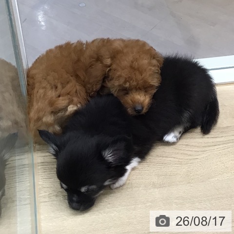東京都のトイプードル(トイ) (ペットプラス 日の出店/2026年6月9日生まれ/男の子/レッドフォーン)の子犬の3枚目の画像