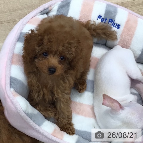 東京都のトイプードル(トイ) (ペットプラス 日の出店/2026年6月9日生まれ/男の子/レッドフォーン)の子犬の3枚目の画像