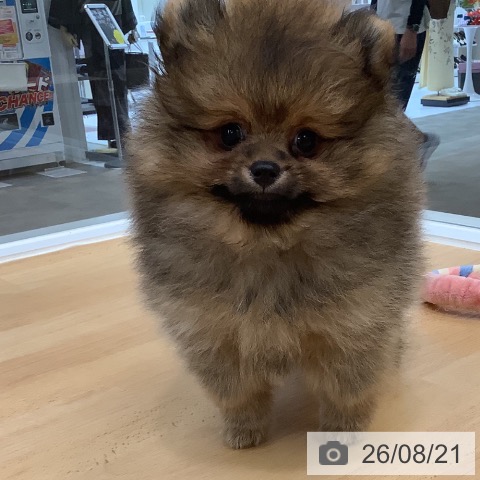 長野県のポメラニアン (ペットプラス 松本店/2026年6月10日生まれ/男の子/オレンジ)の子犬の4枚目の画像