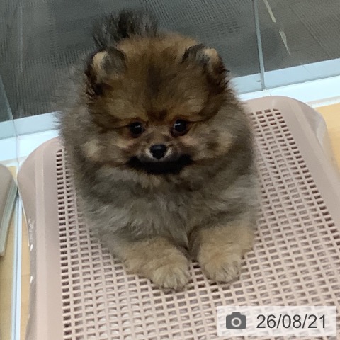 長野県のポメラニアン (ペットプラス 松本店/2026年6月10日生まれ/男の子/オレンジ)の子犬の3枚目の画像