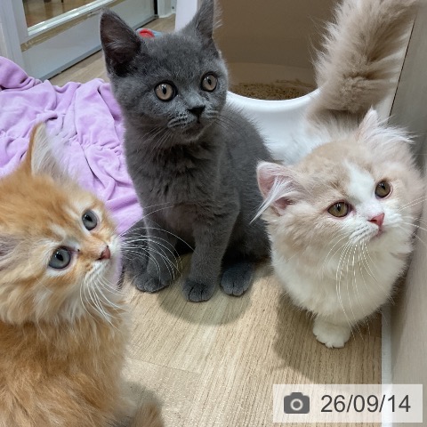 ブリティッシュショートヘアの写真