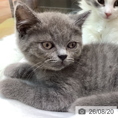 埼玉県のブリティッシュショートヘアー (ペットプラス ららぽーと新三郷店/2026年6月8日生まれ/男の子/ブルー)の子猫の3枚目の画像