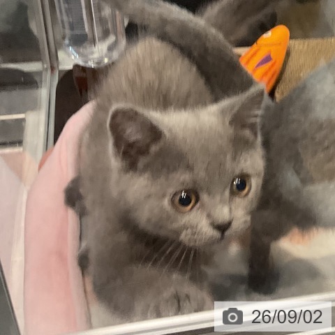 埼玉県のブリティッシュショートヘアー (ペットプラス コクーンシティ店/2026年6月8日生まれ/男の子/ブルー)の子猫の3枚目の画像