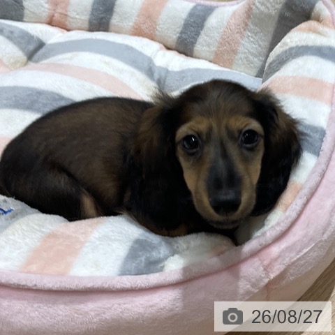 埼玉県のカニンヘンダックスフンド(ロング) (ペットプラス ららぽーと富士見店/2026年6月10日生まれ/男の子/シェーデットレッド)の子犬の3枚目の画像