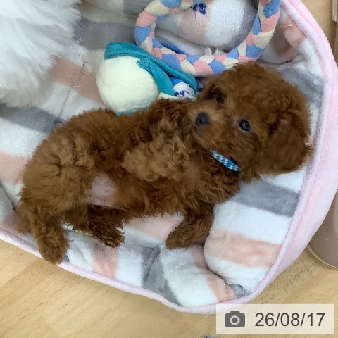 埼玉県のトイプードル(トイ) (ペットプラス 羽生店/2026年6月9日生まれ/男の子/レッド)の子犬の4枚目の画像