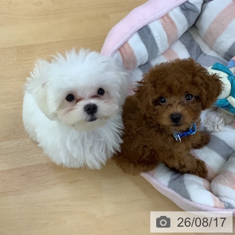 埼玉県のトイプードル(トイ) (ペットプラス 羽生店/2026年6月9日生まれ/男の子/レッド)の子犬の3枚目の画像