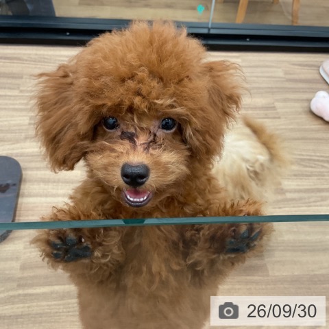 茨城県のトイプードル(トイ) (ペッツワン 古河店/2026年6月9日生まれ/男の子/レッド)の子犬の3枚目の画像