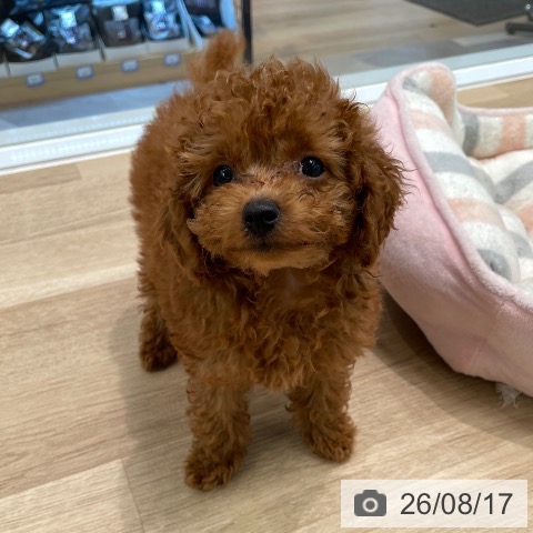 東京都のトイプードル(トイ) (ペットプラス 大井町トラックス店/2026年6月8日生まれ/男の子/レッド)の子犬の4枚目の画像