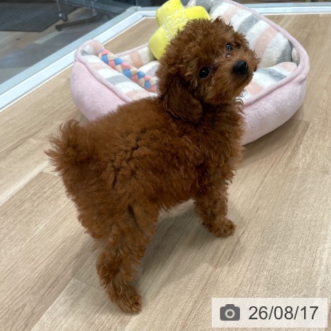 東京都のトイプードル(トイ) (ペットプラス 大井町トラックス店/2026年6月8日生まれ/男の子/レッド)の子犬の3枚目の画像