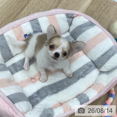 福島県のチワワ(ロング) (ペットプラス 福島店/2026年6月8日生まれ/男の子/ホワイトフォーン)の子犬の4枚目の画像