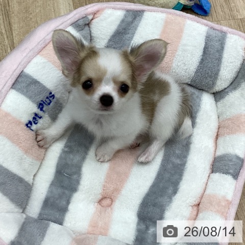 福島県のチワワ(ロング) (ペットプラス 福島店/2026年6月8日生まれ/男の子/ホワイトフォーン)の子犬の3枚目の画像