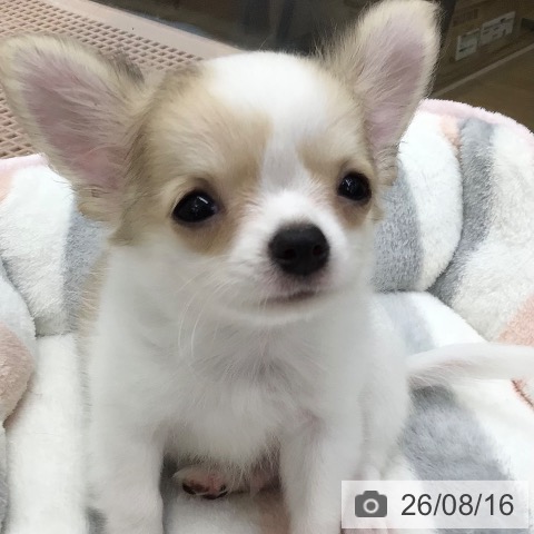 福島県のチワワ(ロング) (ペットプラス 福島店/2026年6月8日生まれ/男の子/ホワイトフォーン)の子犬の3枚目の画像