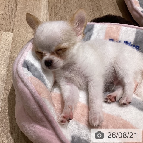 宮城県のチワワ(ロング) (ペットプラス 仙台上杉店/2026年6月8日生まれ/男の子/ホワイトクリーム)の子犬の3枚目の画像