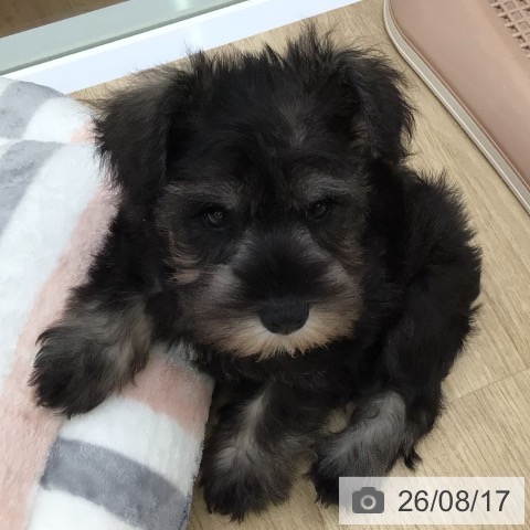 福島県のミニチュアシュナウザー (ペットプラス 福島店/2026年6月4日生まれ/男の子/ソルトペッパー)の子犬の3枚目の画像