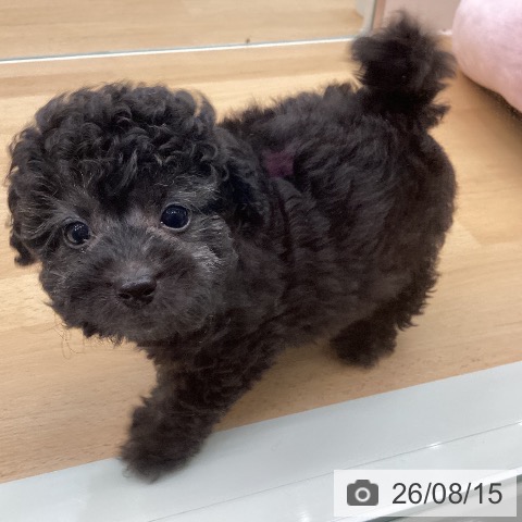 千葉県のトイプードル(トイ) (ペットプラス 成田店/2026年6月10日生まれ/男の子/シルバー)の子犬の3枚目の画像