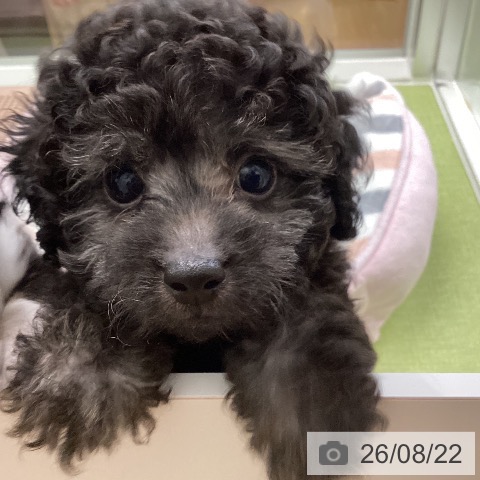 千葉県のトイプードル(トイ) (ペットプラス 成田店/2026年6月10日生まれ/男の子/シルバー)の子犬の3枚目の画像