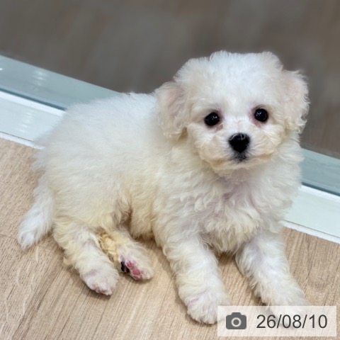 ビション・フリーゼの写真