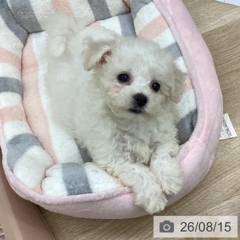 福島県のビションフリーゼ (ペットプラス 福島店/2026年6月11日生まれ/女の子/ホワイト)の子犬の3枚目の画像