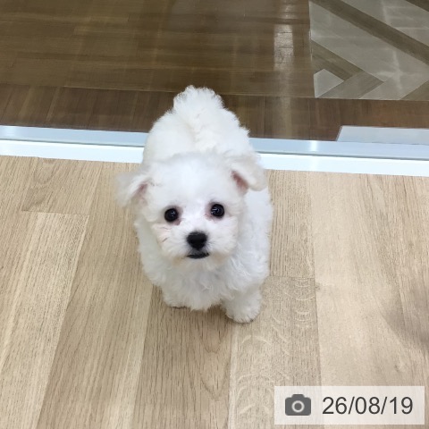 福島県のビションフリーゼ (ペットプラス 福島店/2026年6月11日生まれ/女の子/ホワイト)の子犬の4枚目の画像