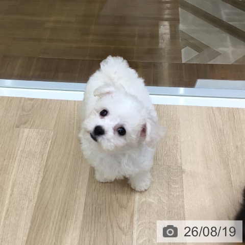 福島県のビションフリーゼ (ペットプラス 福島店/2026年6月11日生まれ/女の子/ホワイト)の子犬の3枚目の画像
