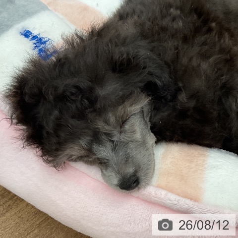 千葉県のトイプードル(トイ) (ペッツワン 千葉ニュータウン店/2026年6月6日生まれ/男の子/シルバー)の子犬の4枚目の画像