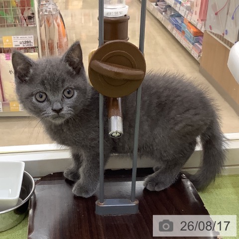 埼玉県のブリティッシュショートヘアー (ペットプラス 羽生店/2026年6月11日生まれ/男の子/ブルー)の子猫の4枚目の画像
