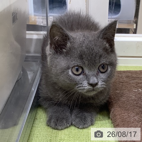 埼玉県のブリティッシュショートヘアー (ペットプラス 羽生店/2026年6月11日生まれ/男の子/ブルー)の子猫の3枚目の画像