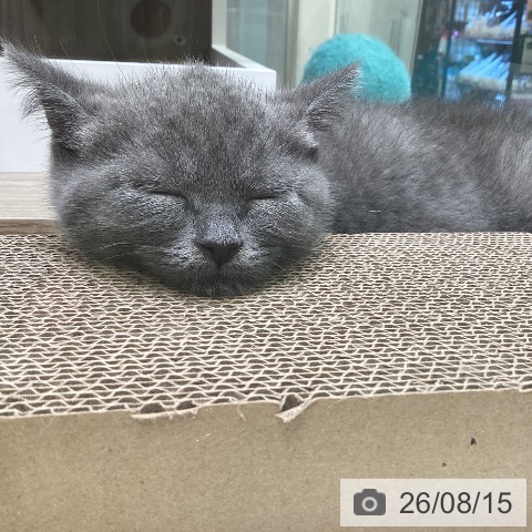 神奈川県のブリティッシュショートヘアー (ペットプラス ゆめが丘ソラトス店/2026年6月11日生まれ/女の子/ブルー)の子猫の3枚目の画像