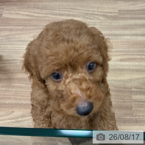 茨城県のトイプードル(トイ) (ペッツワン 古河店/2026年6月10日生まれ/男の子/レッド)の子犬の4枚目の画像