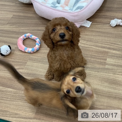 茨城県のトイプードル(トイ) (ペッツワン 古河店/2026年6月10日生まれ/男の子/レッド)の子犬の3枚目の画像