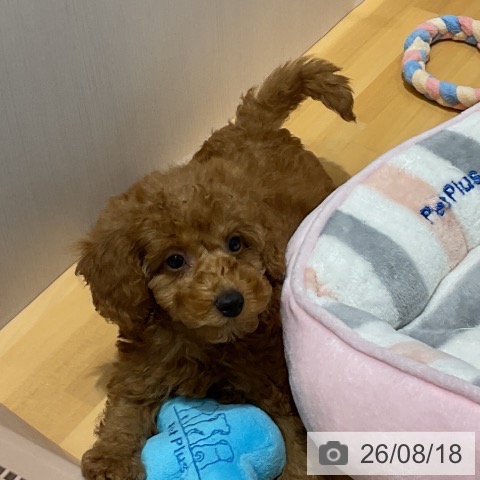 埼玉県のトイプードル(トイ) (ペットプラス 与野店/2026年6月10日生まれ/女の子/レッド)の子犬の4枚目の画像
