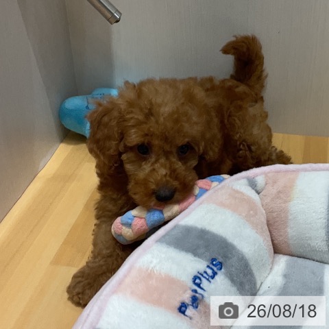 埼玉県のトイプードル(トイ) (ペットプラス 与野店/2026年6月10日生まれ/女の子/レッド)の子犬の3枚目の画像