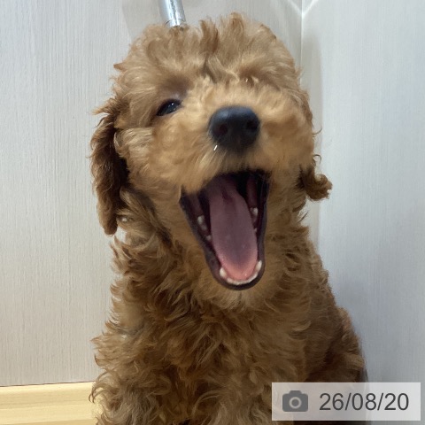 埼玉県のトイプードル(トイ) (ペットプラス 与野店/2026年6月10日生まれ/女の子/レッド)の子犬の4枚目の画像