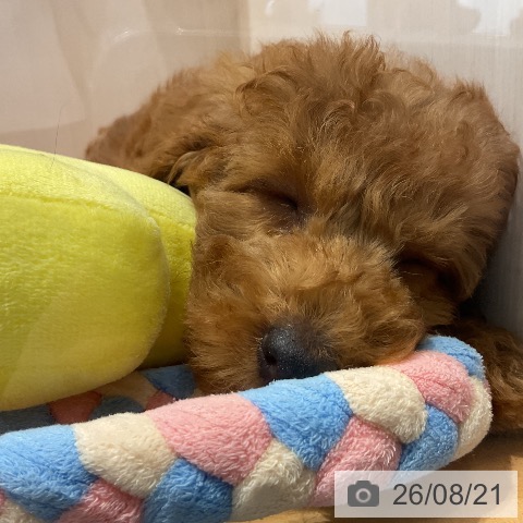 埼玉県のトイプードル(トイ) (ペットプラス 与野店/2026年6月10日生まれ/女の子/レッド)の子犬の3枚目の画像