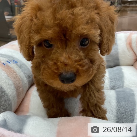 埼玉県のトイプードル(トイ) (ペットプラス 浦和美園店/2026年6月10日生まれ/女の子/レッド)の子犬の3枚目の画像