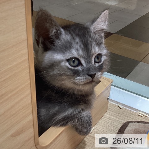 マンチカンの写真