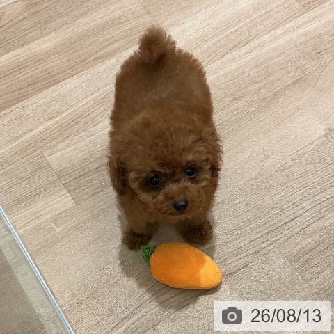宮城県のトイプードル(トイ) (ペットプラス 名取店/2026年6月11日生まれ/男の子/レッド)の子犬の3枚目の画像