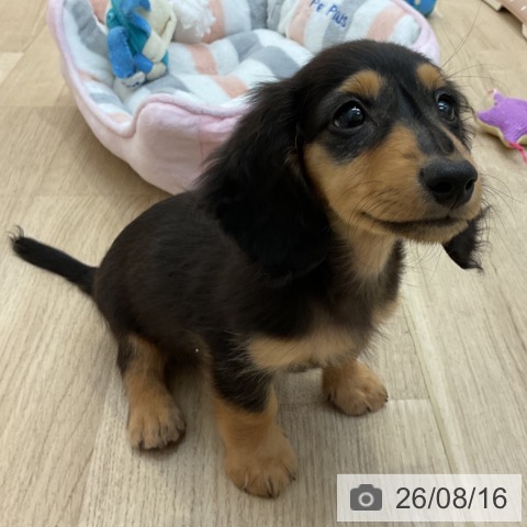 ミニチュア・ダックスフンドの写真