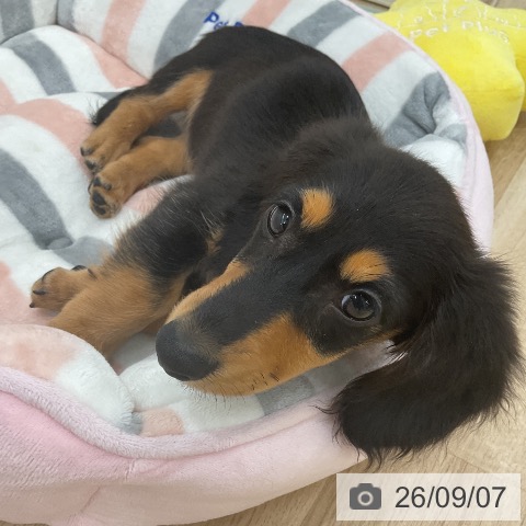 ミニチュア・ダックスフンドの写真